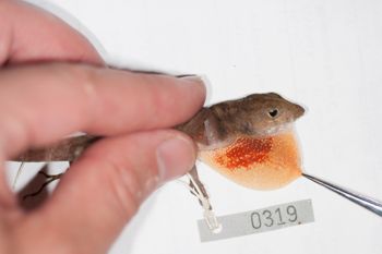 Media type: image;   Herpetology R-186209
